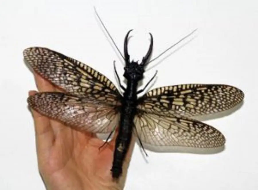Los invertebrados más grandes del mundo