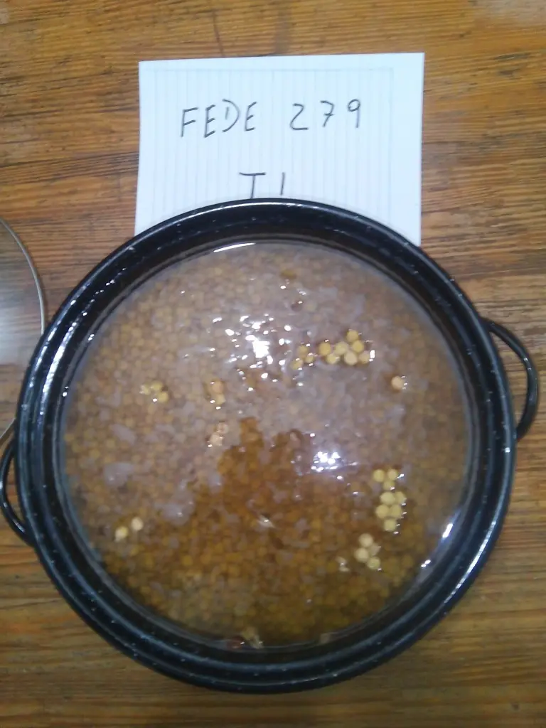 Guiso de lentejas Guiso de lentejas