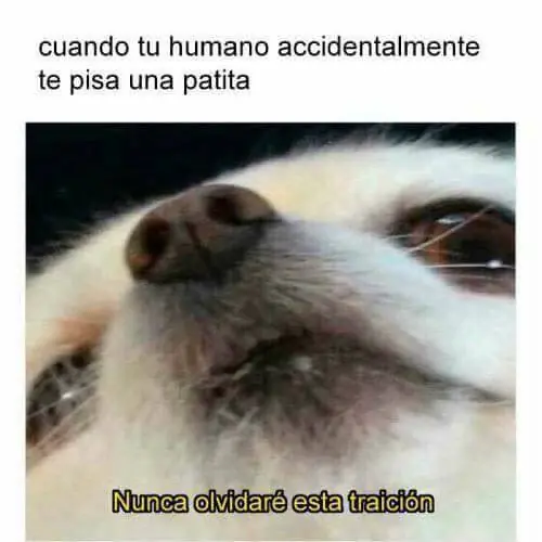 humor mexicano