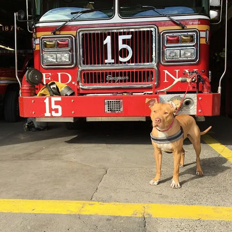 Ashley la pitbull rescatada de un fumadero ahora es...