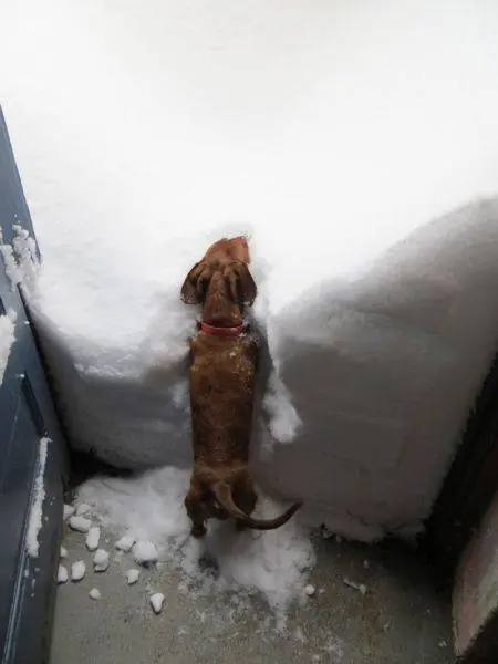 picdump