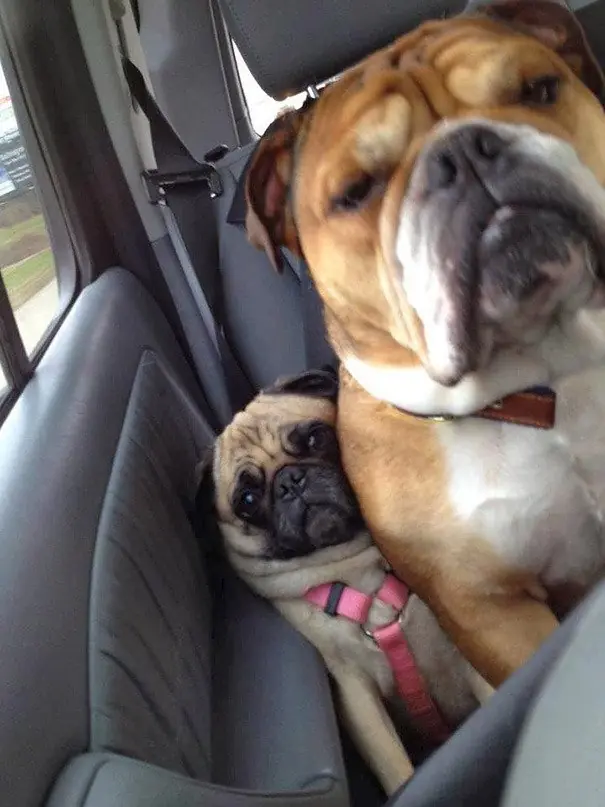 18 Perros que no entienden lo que es el espacio personal