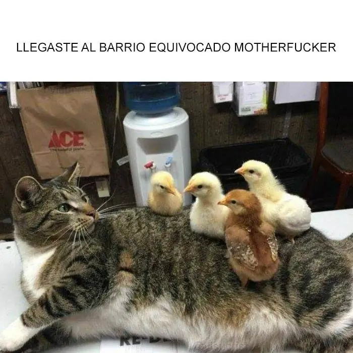 para facebook