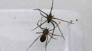Si encuentras esta araña, no la mates, mira por que Si encuentras esta araña, no la mates, mira por que