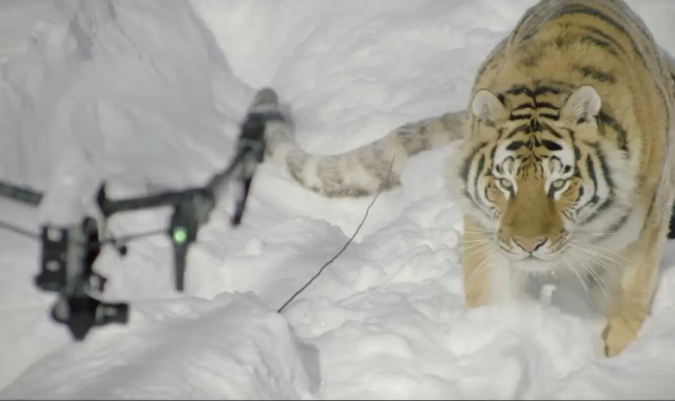 Historia detrás del video de los tigres que destrozan drone
