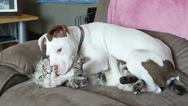 18 Perros que no entienden lo que es el espacio personal