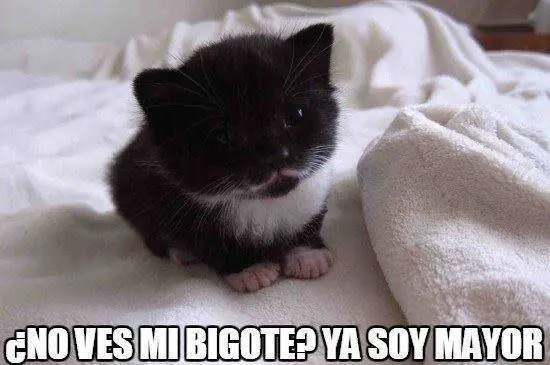 Pero mirate estas imagenes de Humor Papa
