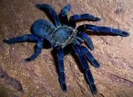 aranas aranas
