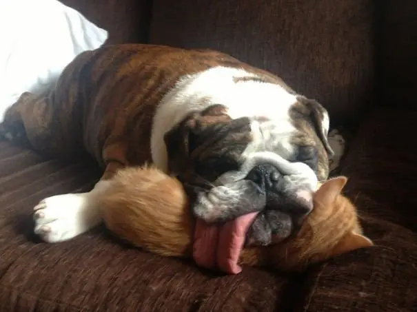 perros