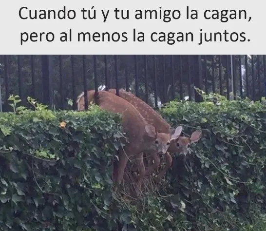 taringa
