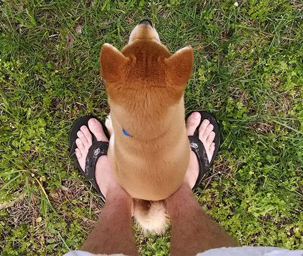divertidos perros