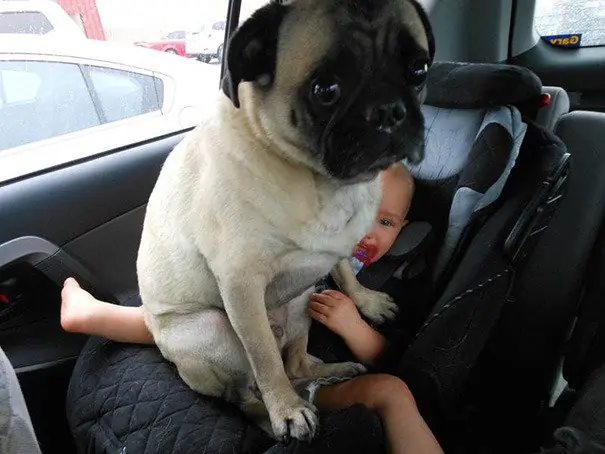 perros
