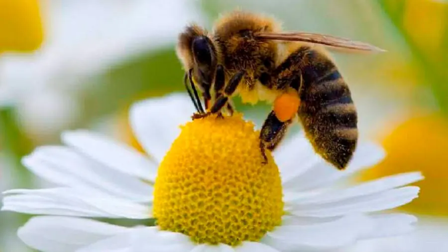 Las abejas aprenden a usar herramientas por observación