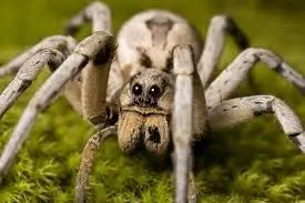 Si encuentras esta araña, no la mates, mira por que