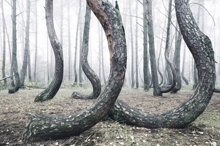 el bosque torcido polonia el bosque torcido polonia