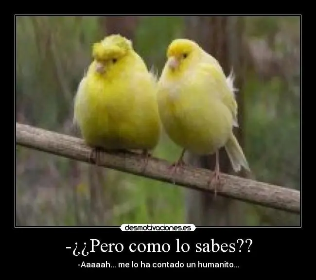 memes