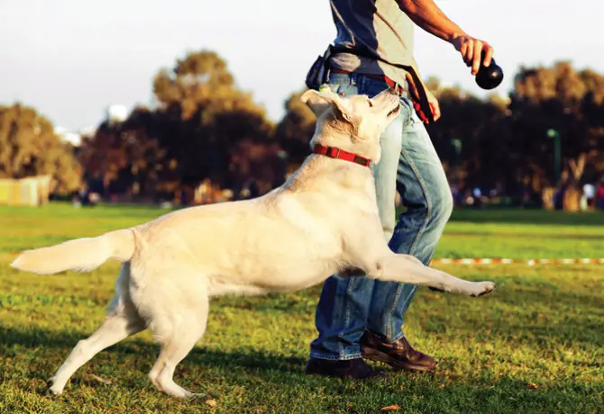 perros