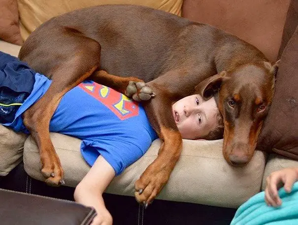 perros