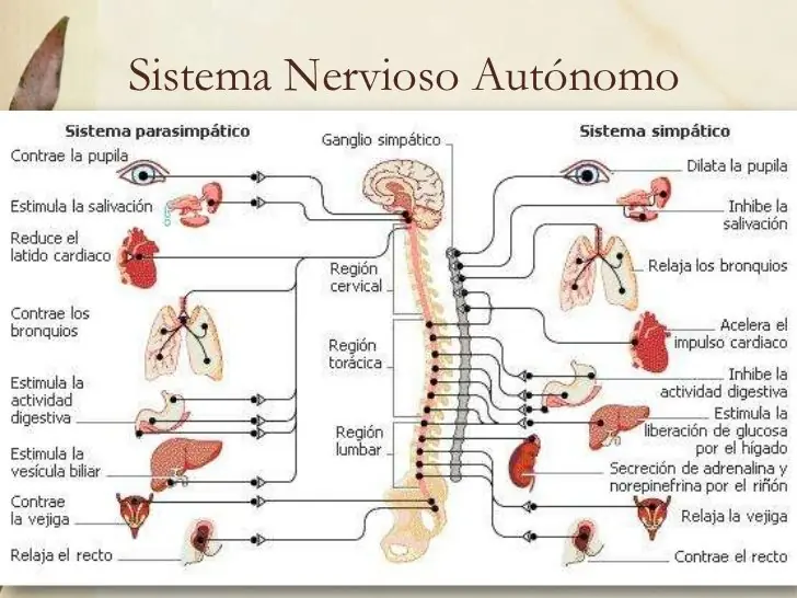 Datos del sistema nervioso centr Datos del sistema nervioso centr