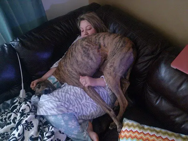 18 Perros que no entienden lo que es el espacio personal