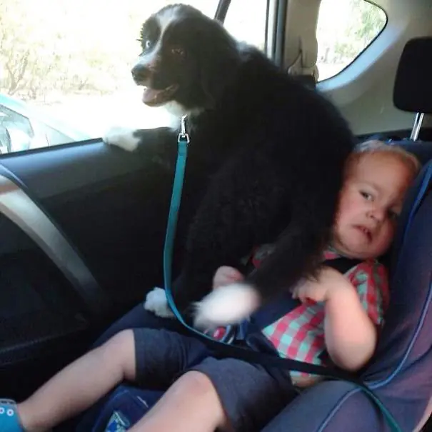 divertidos perros