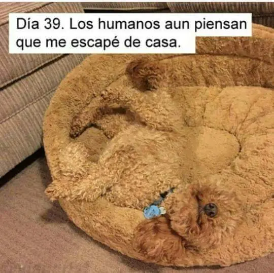 maquinola