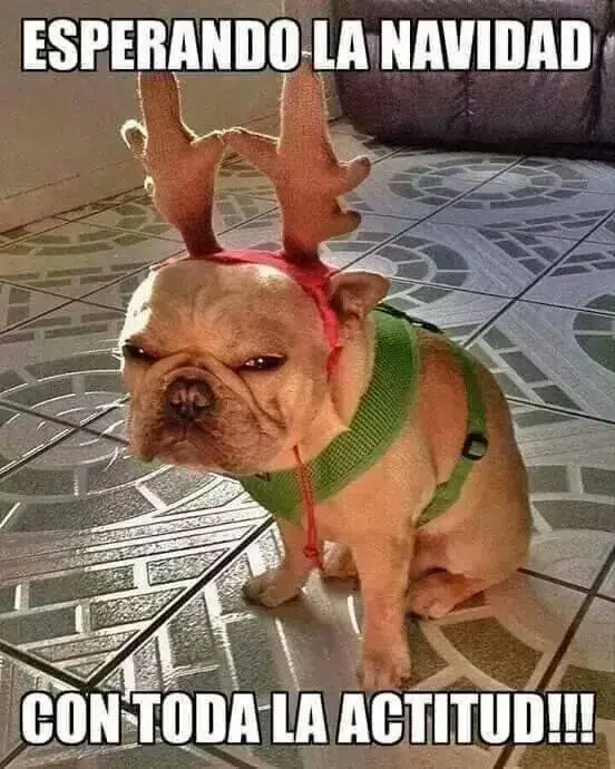puerquito