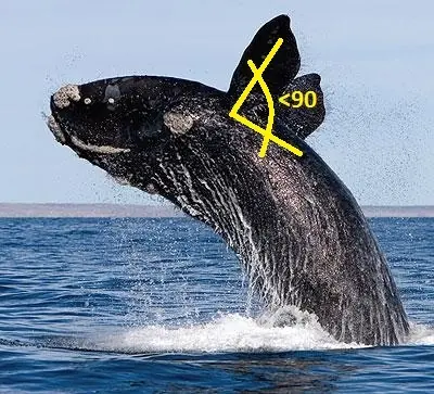 Ballena Franca Austral