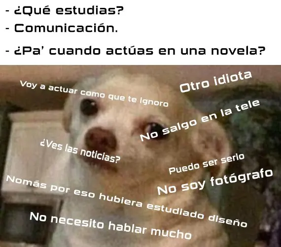 perrito