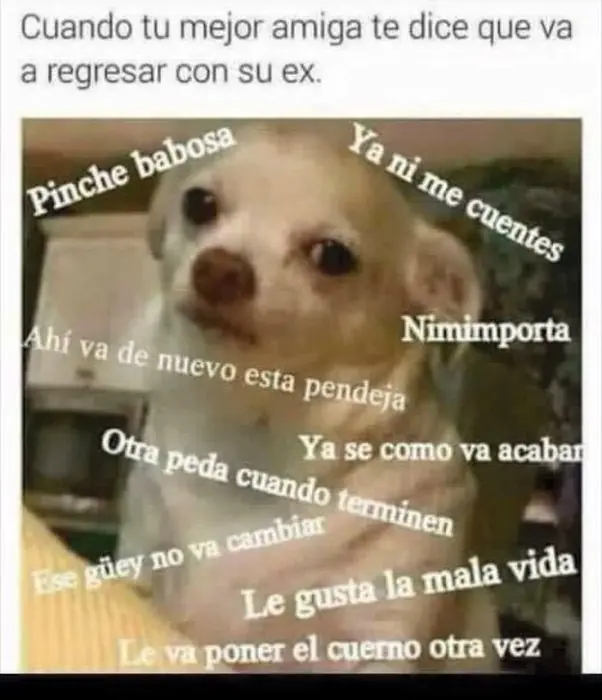 Veces que el perrito enojado nos leyó la mente