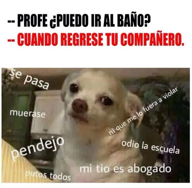 Veces que el perrito enojado nos leyó la mente
