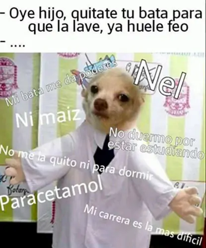 perrito