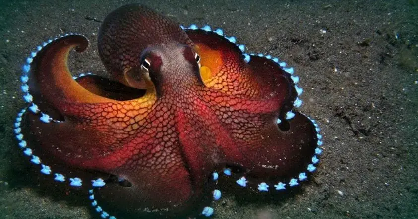 extraterretres pulpos