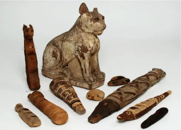 animales animales