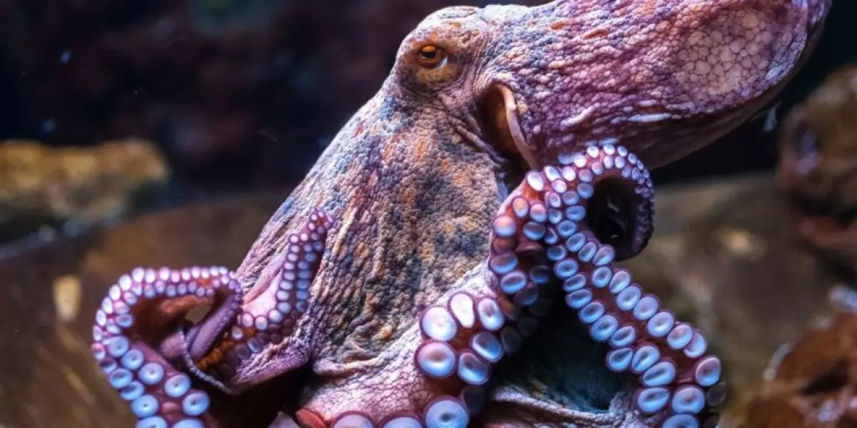¿Son los pulpos organismos extraterrestres? pasa y enterate