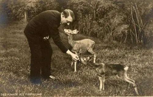 animales
