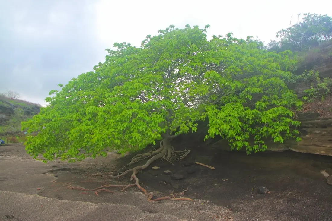 Arbol