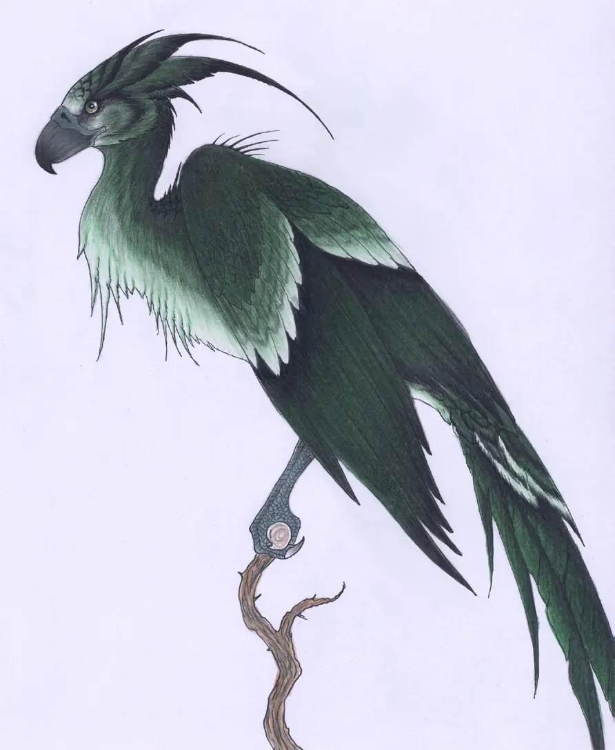 saga harry potter saga harry potter