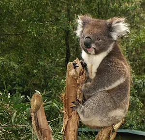 Koalas