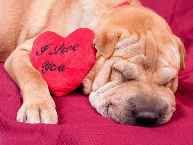 Datos interesantes que no sabías del día de San Valentín. Datos interesantes que no sabías del día de San Valentín.