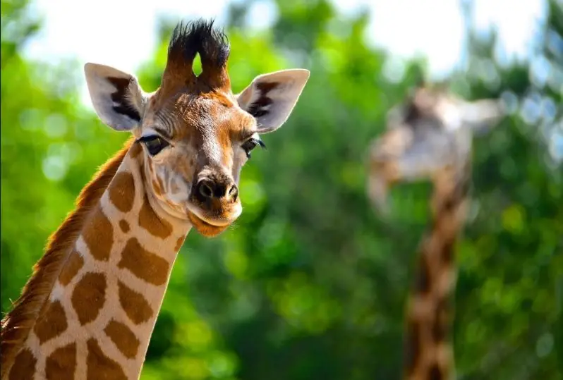 25 Curiosidades de la Jirafa que desconocías
