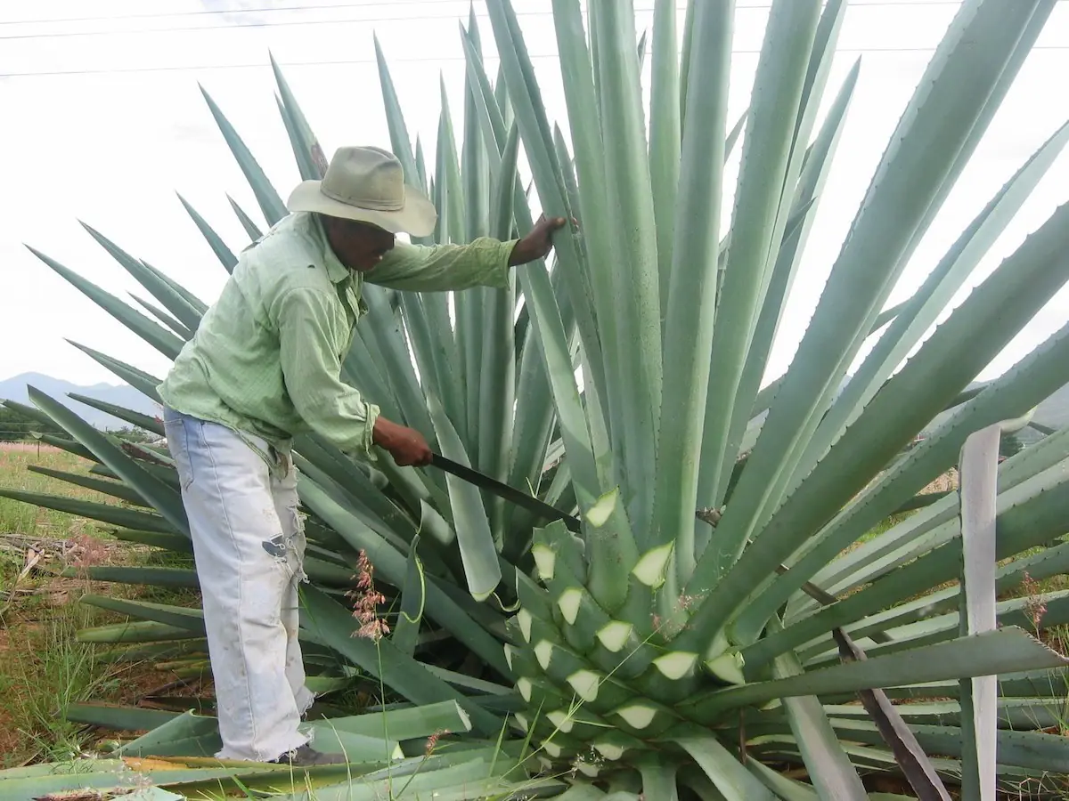 pulque pulque