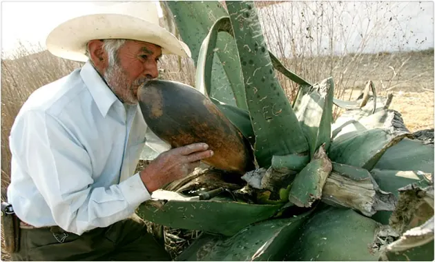 pulque pulque