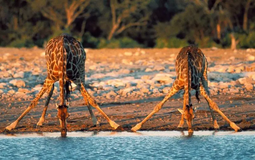 animal mas alto del mundo