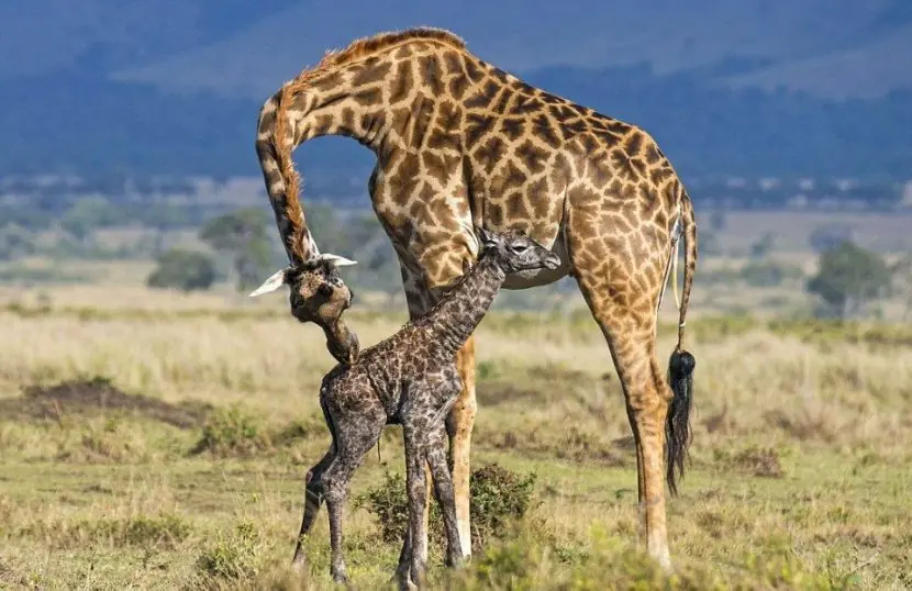 25 Curiosidades de la Jirafa que desconocías