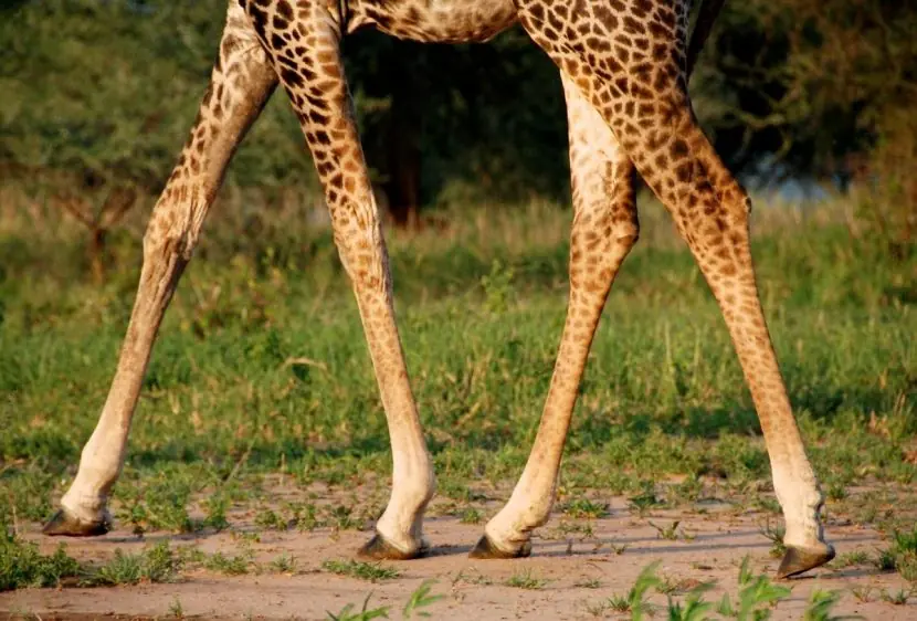 animal mas alto del mundo