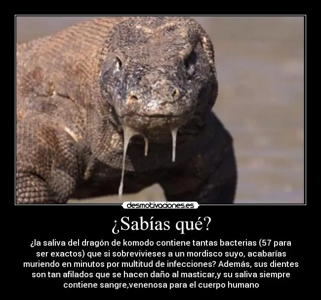 Comprate un Dragon De Komodo!