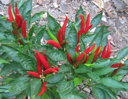 chiles