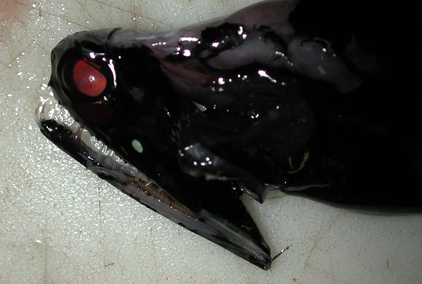 alienigenas