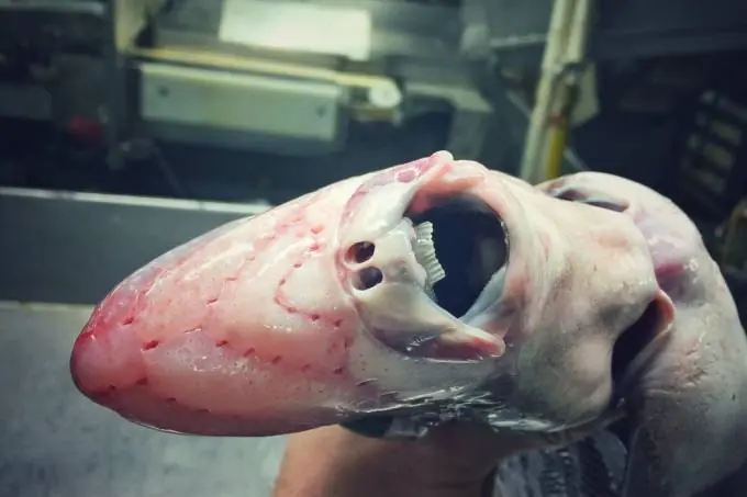 Encontraron Extraterrestres en la Tierra